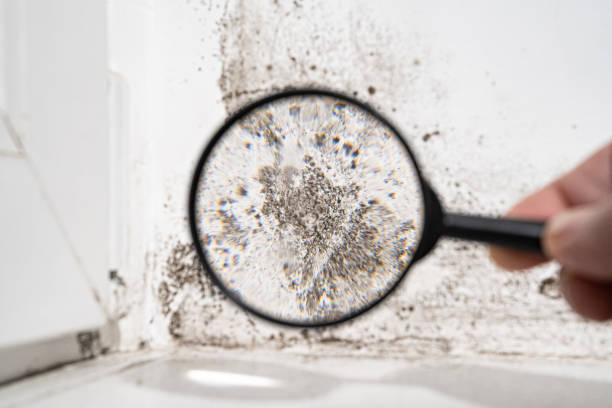 Why You Should Choose Our Mold Remediation Services in Stirling, NJ